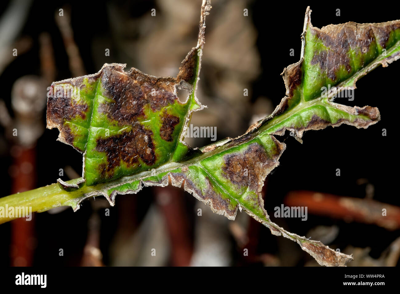 Danni alle foglie causato da Vaporer moth bruchi. Foto Stock