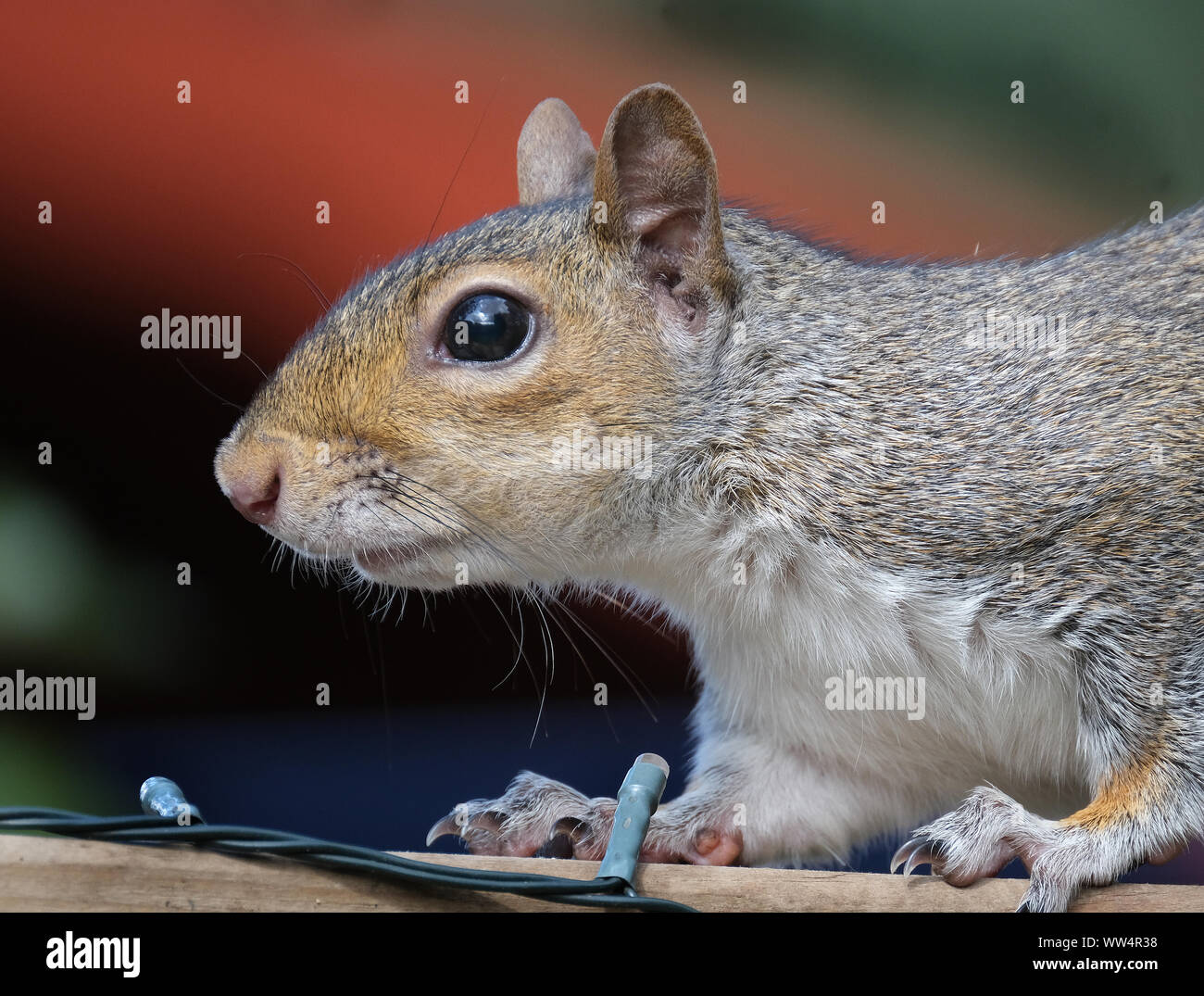Scoiattolo grigio urbano nel giardino di casa in cerca di cibo. Foto Stock
