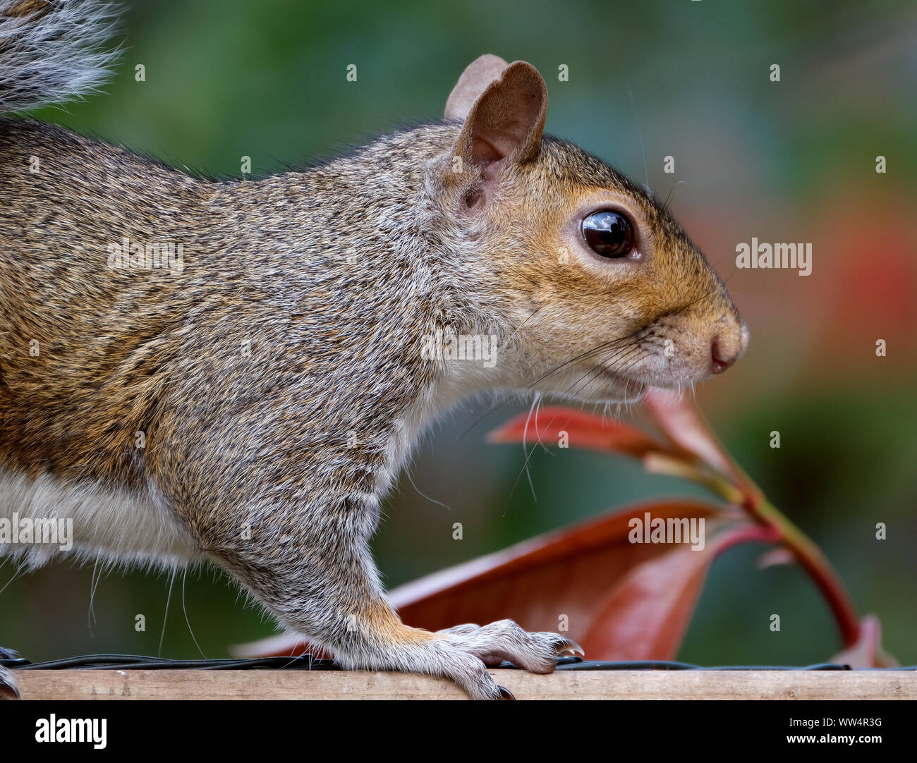 Scoiattolo grigio urbano nel giardino di casa in cerca di cibo. Foto Stock