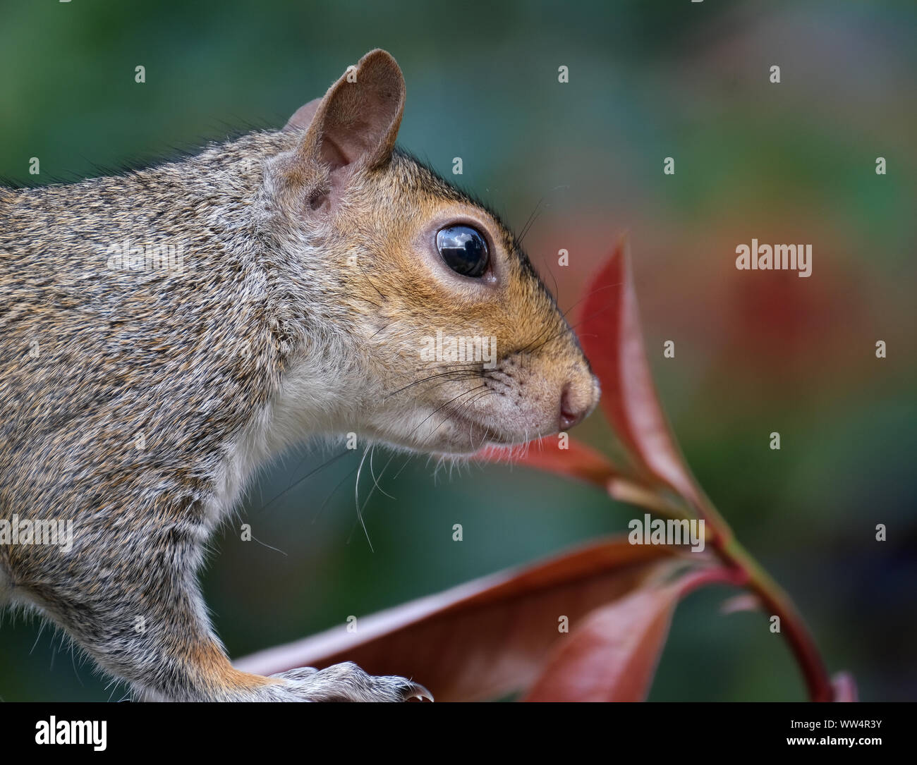 Scoiattolo grigio urbano nel giardino di casa in cerca di cibo. Foto Stock