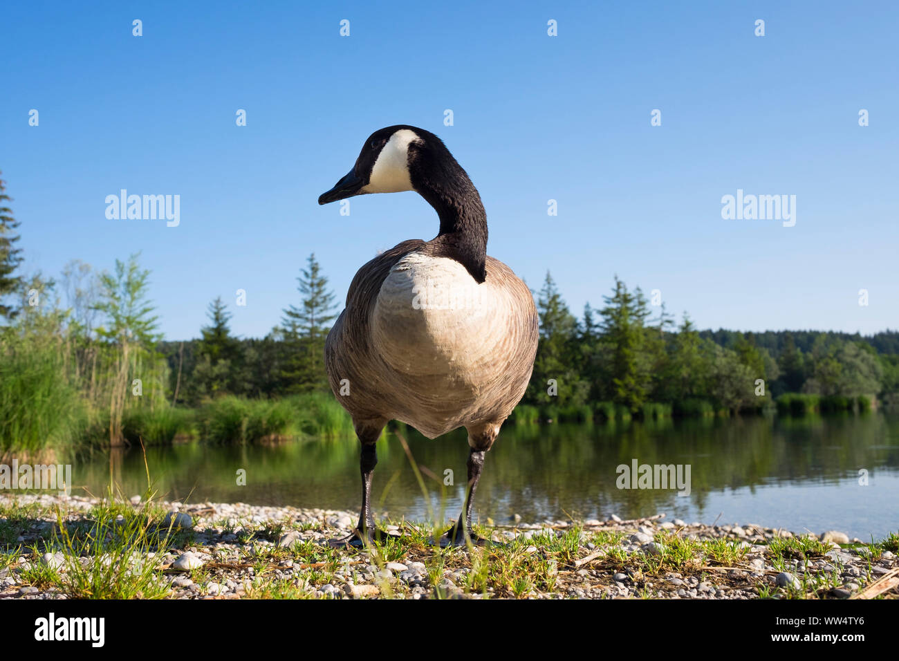 Canada goose (Branta canadensis), Ickinger serbatoio in riserva naturale Isarauen, Pupplinger Au, Alta Baviera, Baviera, Germania Foto Stock