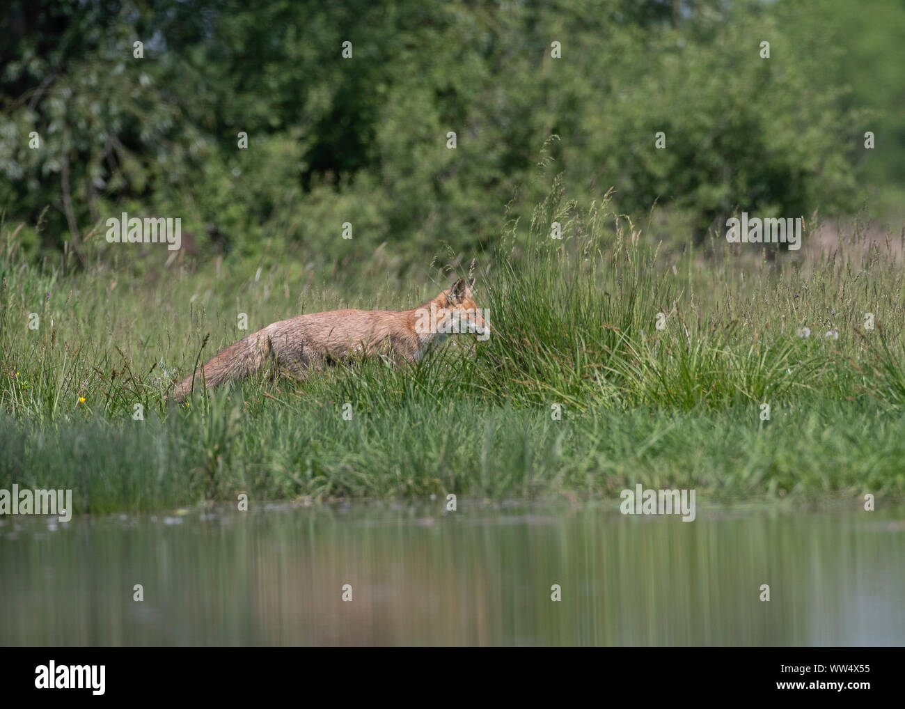 Red Fox (Vulpes vulpes vulpes) muovendosi attraverso di erba a lato della piscina, il Parco Nazionale di Hortobágy, Ungheria Foto Stock