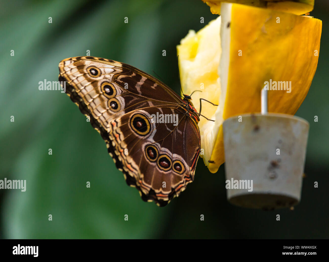 Marrone farfalla grande Foto Stock