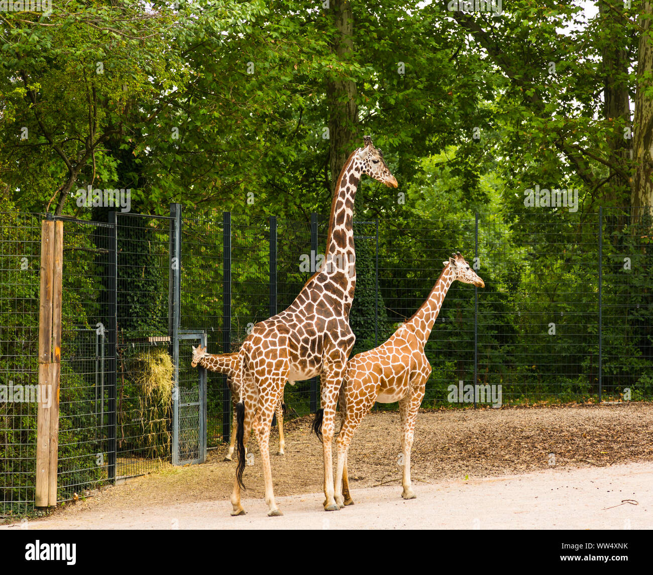 Famiglia Giraffe allo zoo Foto Stock