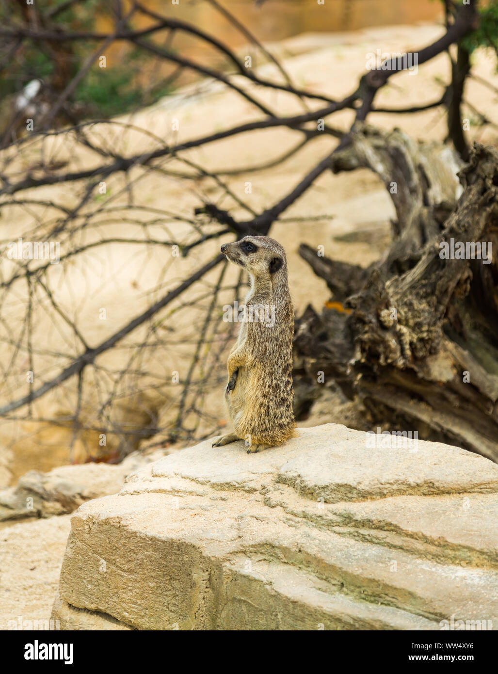 Meerkat si siede in guardia Foto Stock