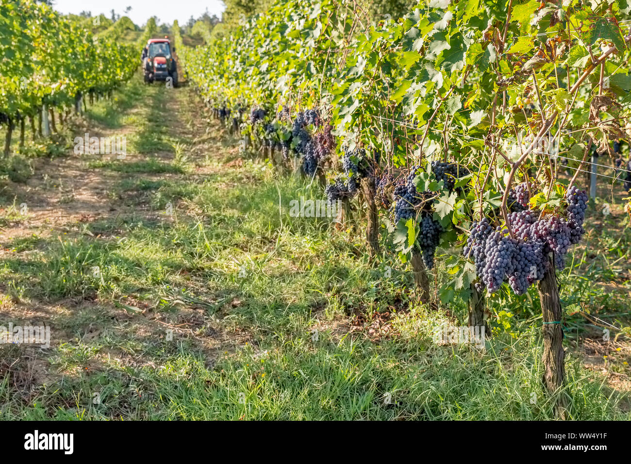 Mature uve nere che stanno per essere raccolte durante il raccolto nella zona del Chianti, Toscana, Italia Foto Stock
