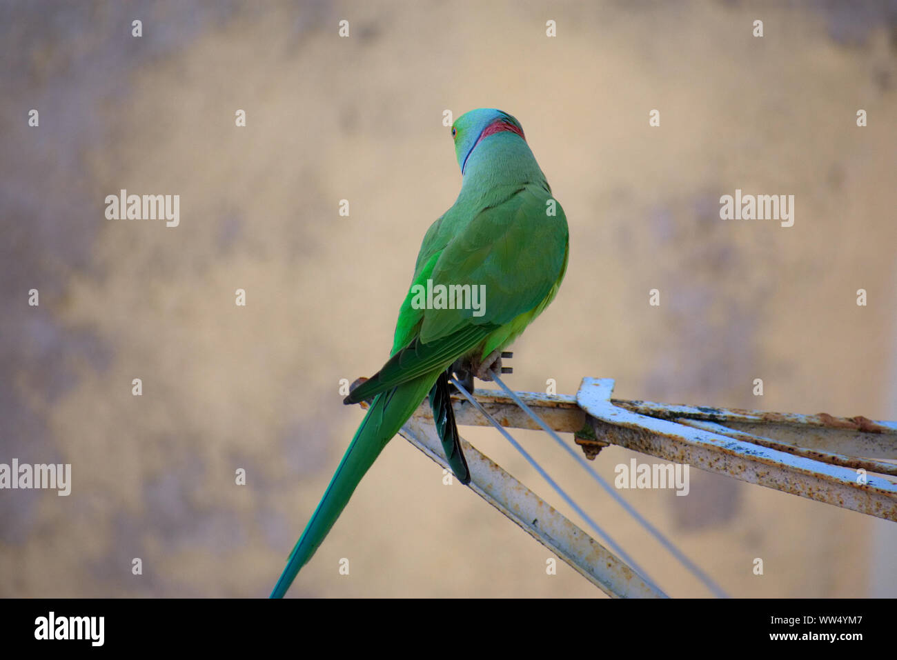 Parrot su uno stendibiancheria in Lisbona Foto Stock