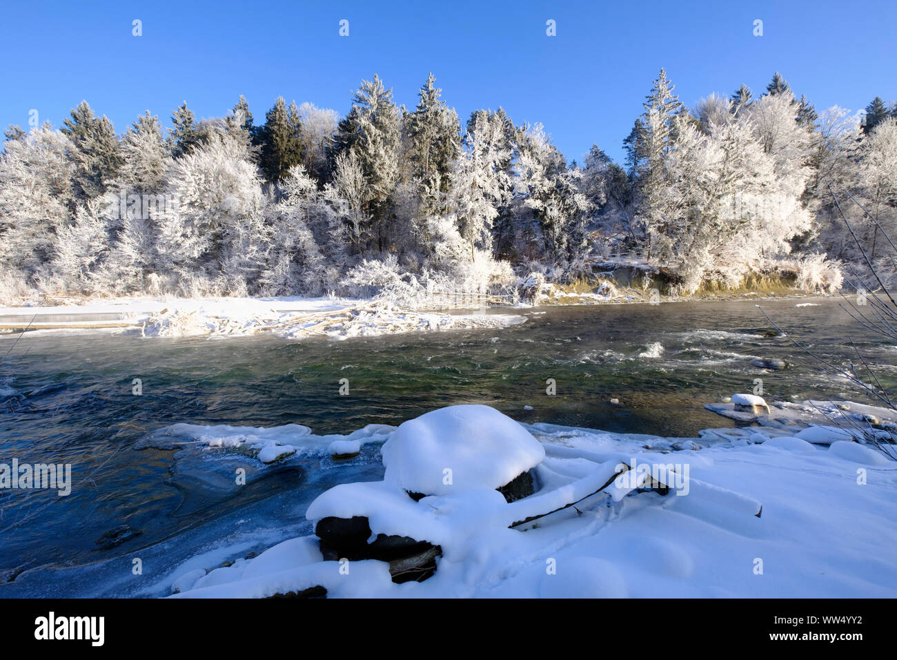 Brinati riverside, la brina su alberi, Isar, riserva naturale di Isarauen, Geretsried, Alta Baviera, Baviera, Germania Foto Stock