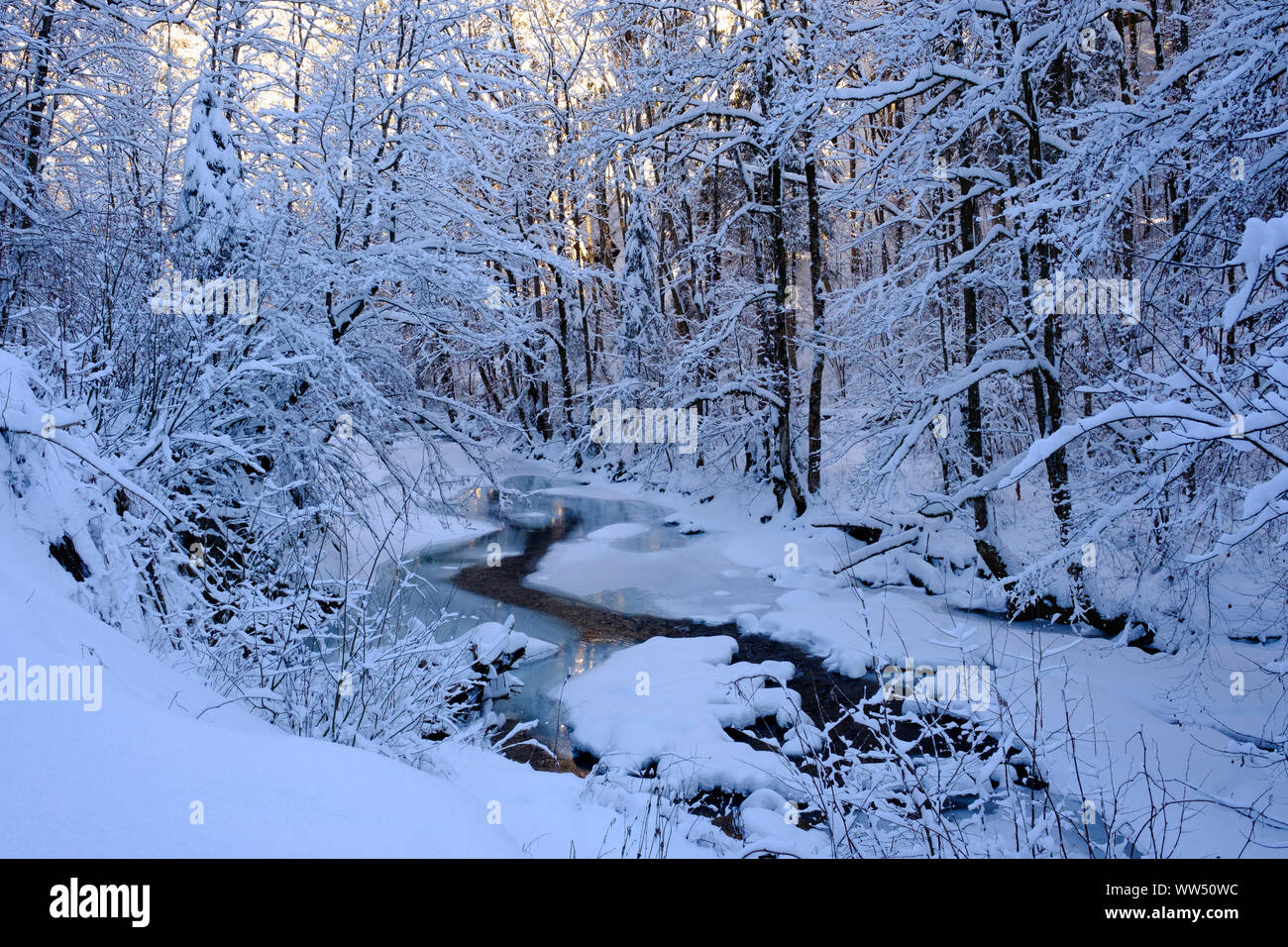 Obere Argen in Eistobel vicino GrÃ¼nenbach, west AllgÃ¤u, AllgÃ¤u, Svevia, Baviera, Germania Foto Stock
