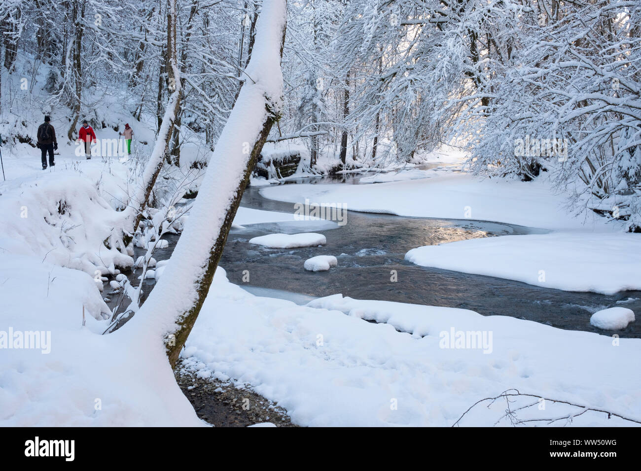 Obere Argen in Eistobel vicino GrÃ¼nenbach, west AllgÃ¤u, AllgÃ¤u, Svevia, Baviera, Germania Foto Stock