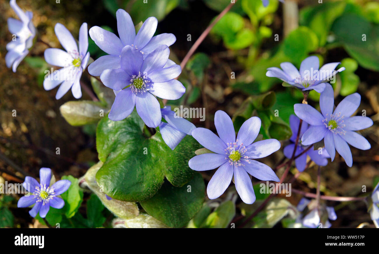 Epatiche con fiore blu capi Foto Stock