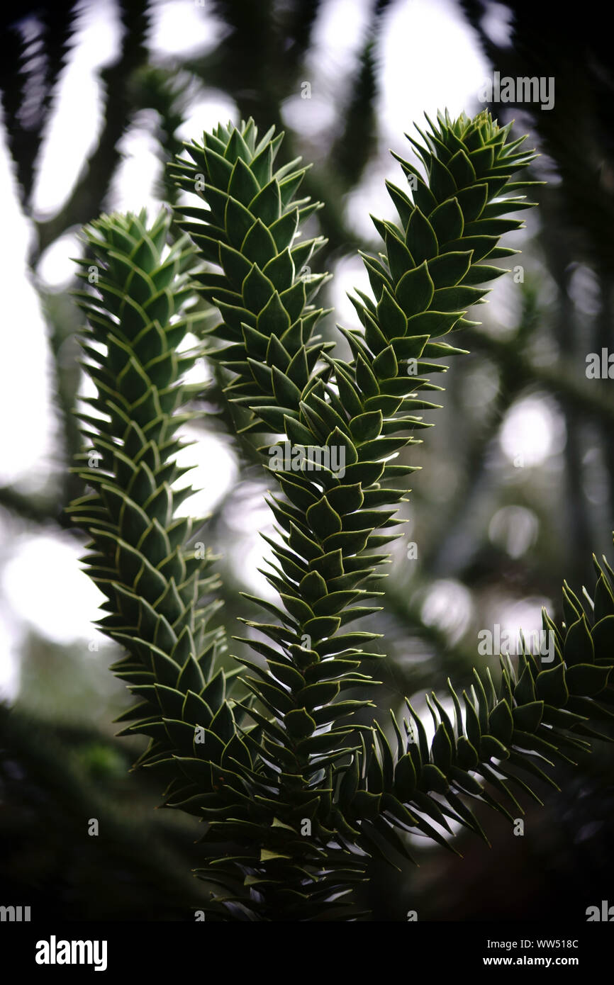 Close-up delle succulente foglie e ramoscelli di scimmia albero di coda, Araucaria araucana, Foto Stock