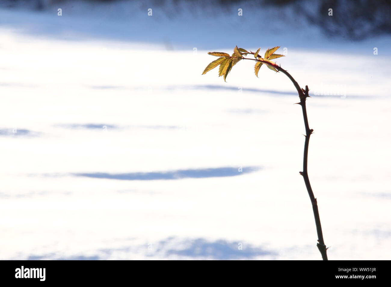 Una piccola pianta la germogliazione nonostante il freddo inverno, Foto Stock
