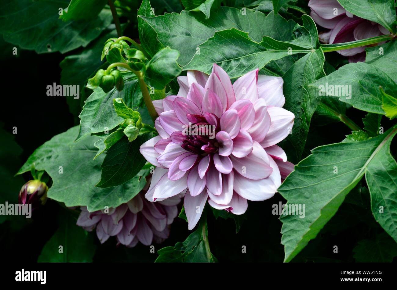 Dahlia Crème de Cassis fiori fiore decorativo dahlia tubero lilla pallido e fiori viola Foto Stock
