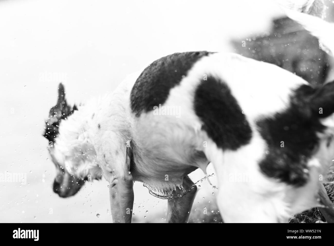 Un piccolo cane scuotimento, Foto Stock