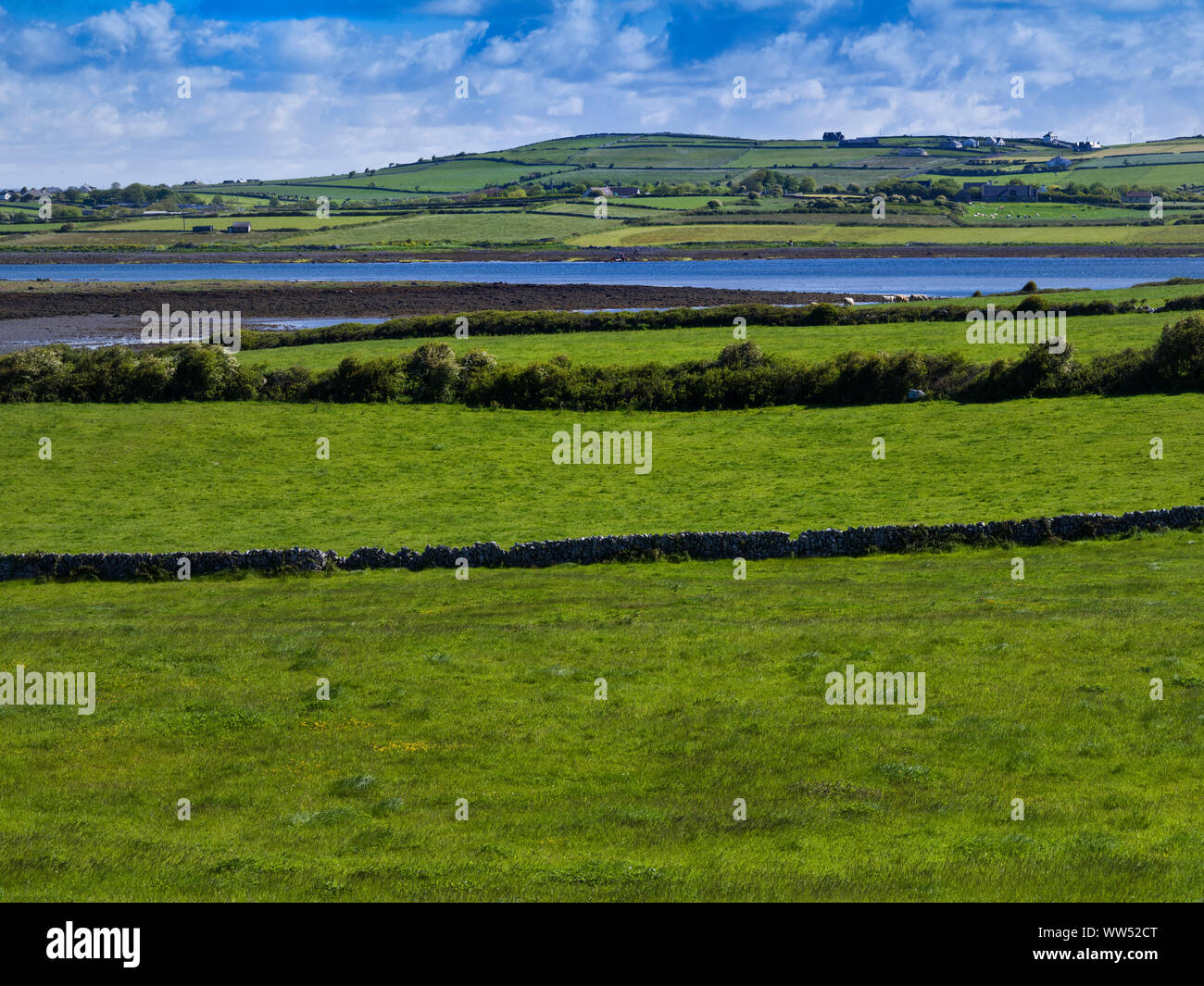 L'Irlanda, nella contea di Galway, paesaggio al Galway-Bay, prati, pascoli, le siepi e i muri di pietra Foto Stock