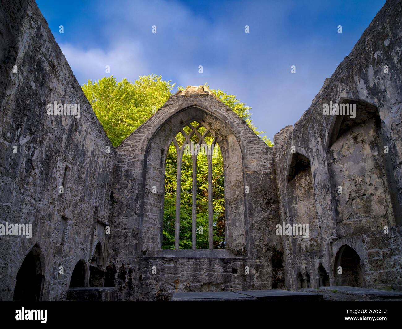 L'Irlanda, nella contea di Kerry, Parco Nazionale di Killarney, coro del monastero la rovina di Muckross Abbey, Anello di Kerry Foto Stock