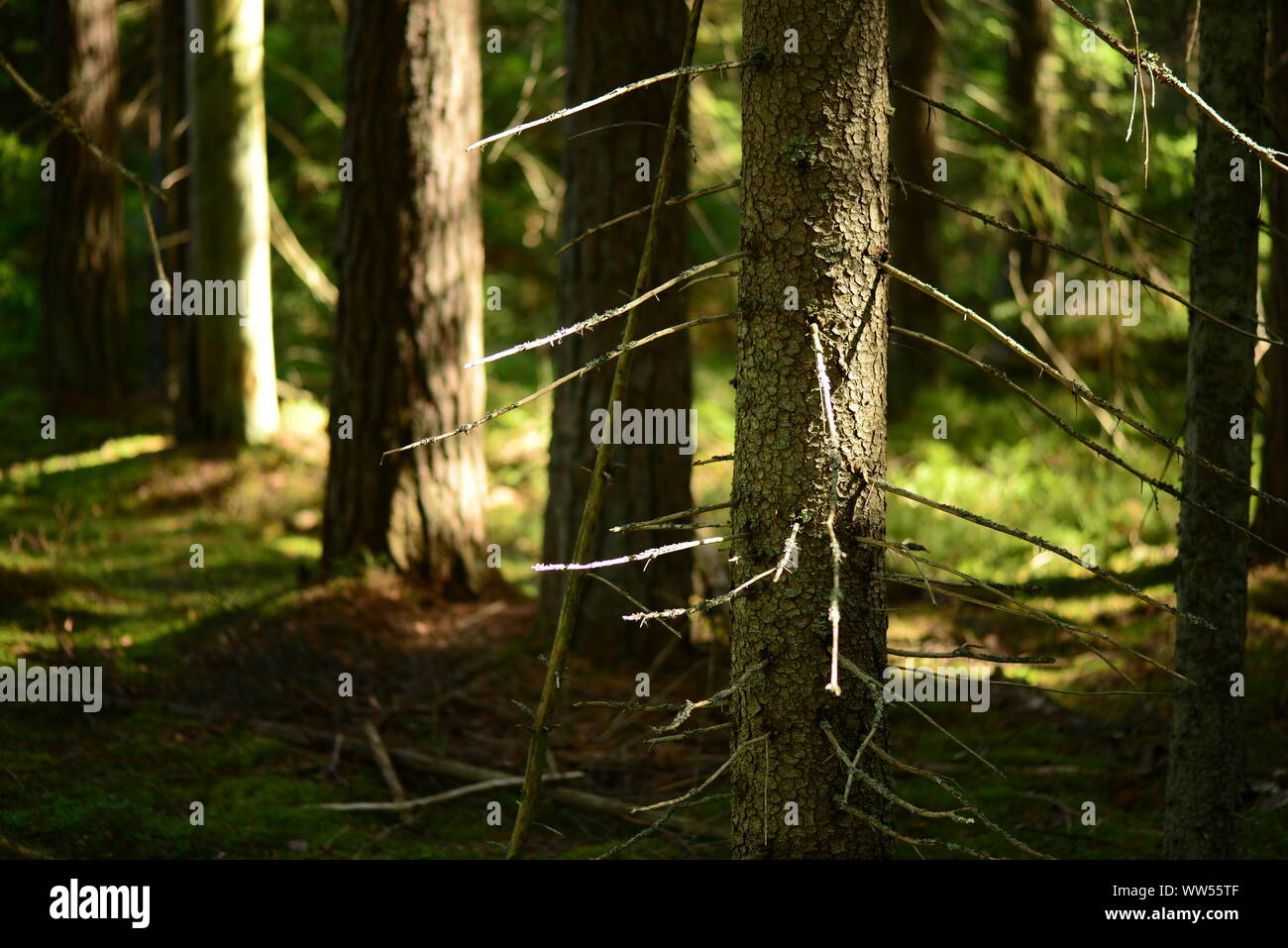 Spruce tronco di albero con rami secchi sullo sfondo brillano alla luce del sole di mattina Foto Stock