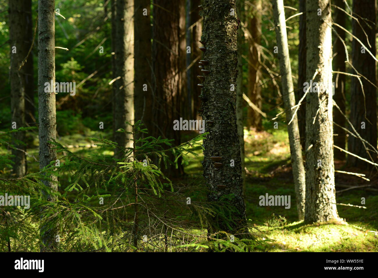 Foresta di ombre e di luce del sole di mattina su un verde muschio tra tronchi di alberi Foto Stock