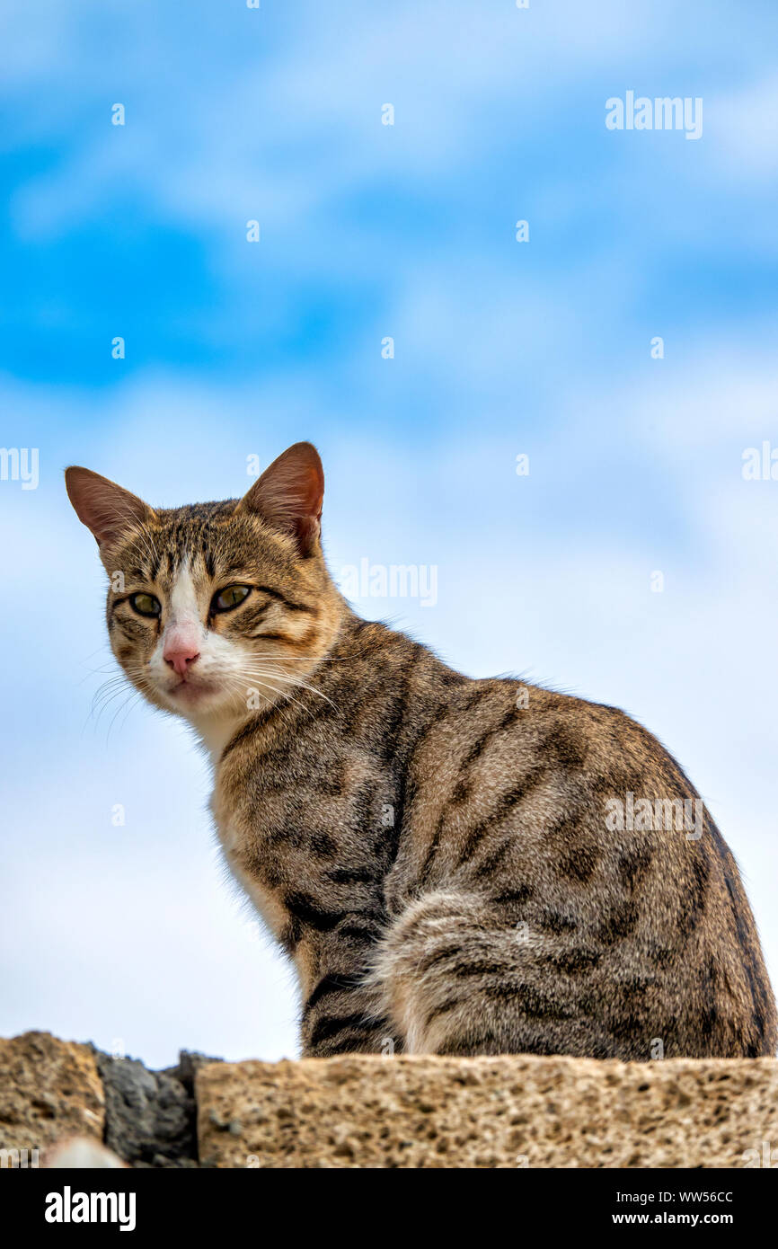 Close up cat (felis gatti) su una parete Foto Stock