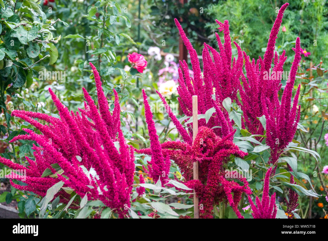 Amaranthus tricolore rosso amaranto fiori Foto Stock