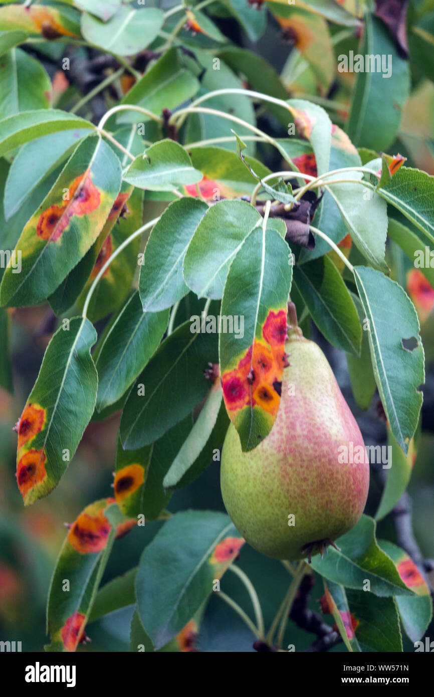 Arrugginite di pera, foglie infette di malattia fungina, arrugginite di Pear trellis, pianta malsana di Gymnosporangium sabinae Foto Stock
