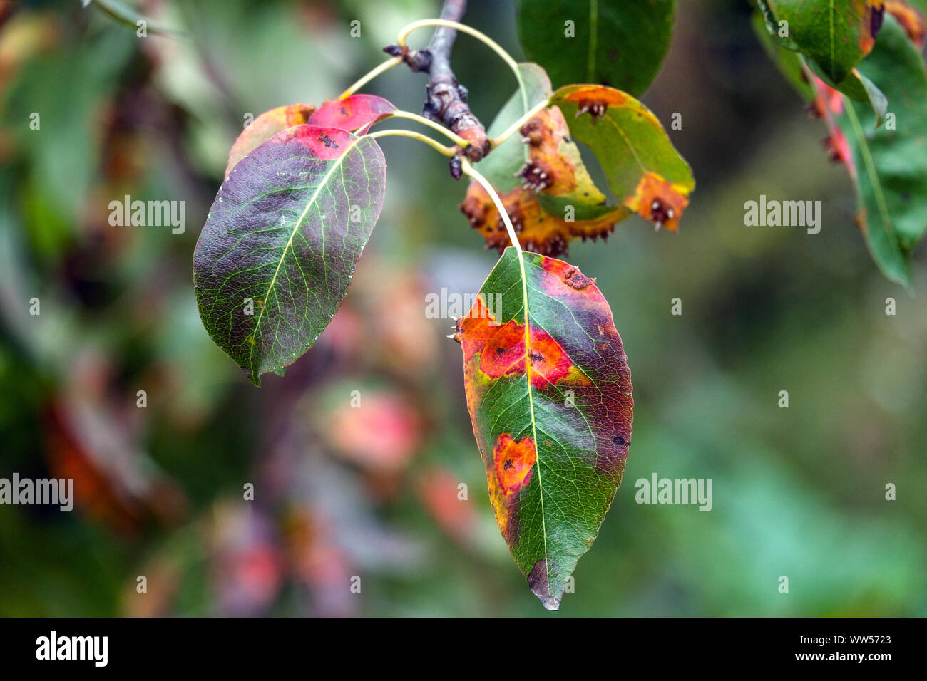 Pera ruggine, foglie infette di malattia fungina, pera trellis ruggine, Gymnosporangium sabinae Foto Stock