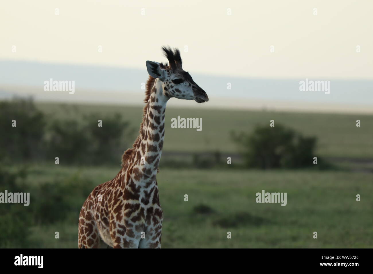 Giovani faccia giraffa closeup, il Masai Mara National Park, in Kenya. Foto Stock