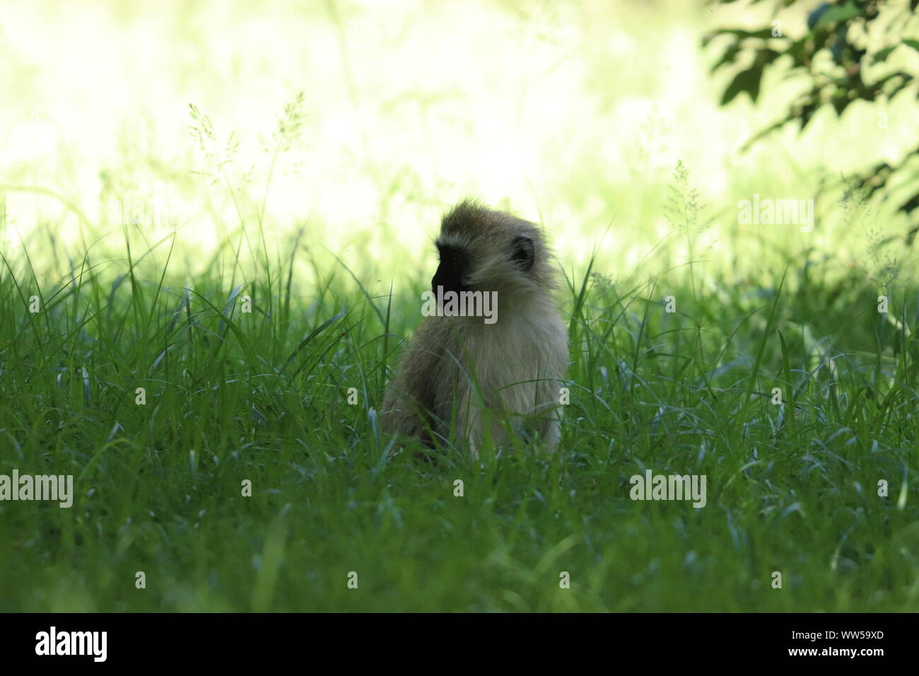 Vervet monkey in erba, il Masai Mara National Park, in Kenya. Foto Stock