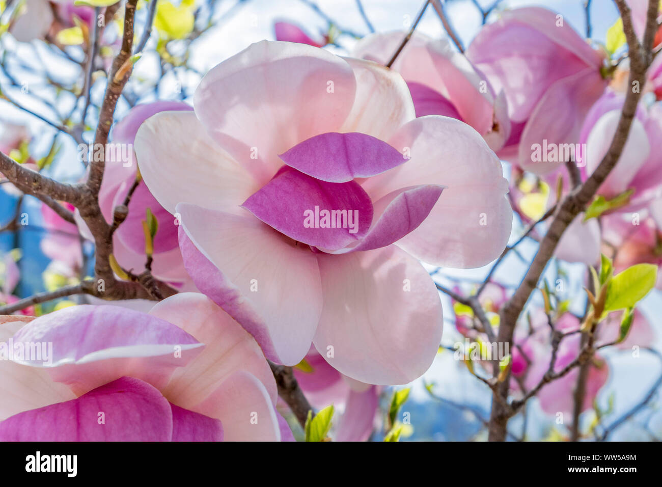 Fioritura albero di magnolia, piattino magnolia (Magnolia) Foto Stock