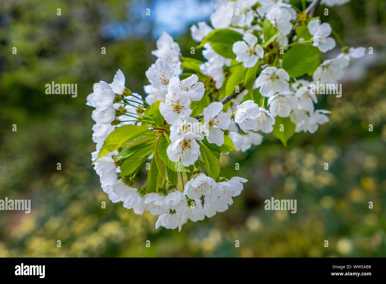 Ciliegio (Prunus avium) in piena fioritura, Castel Trauttmansdorff nei pressi di Merano, Alto Adige, Italia, Europa Foto Stock