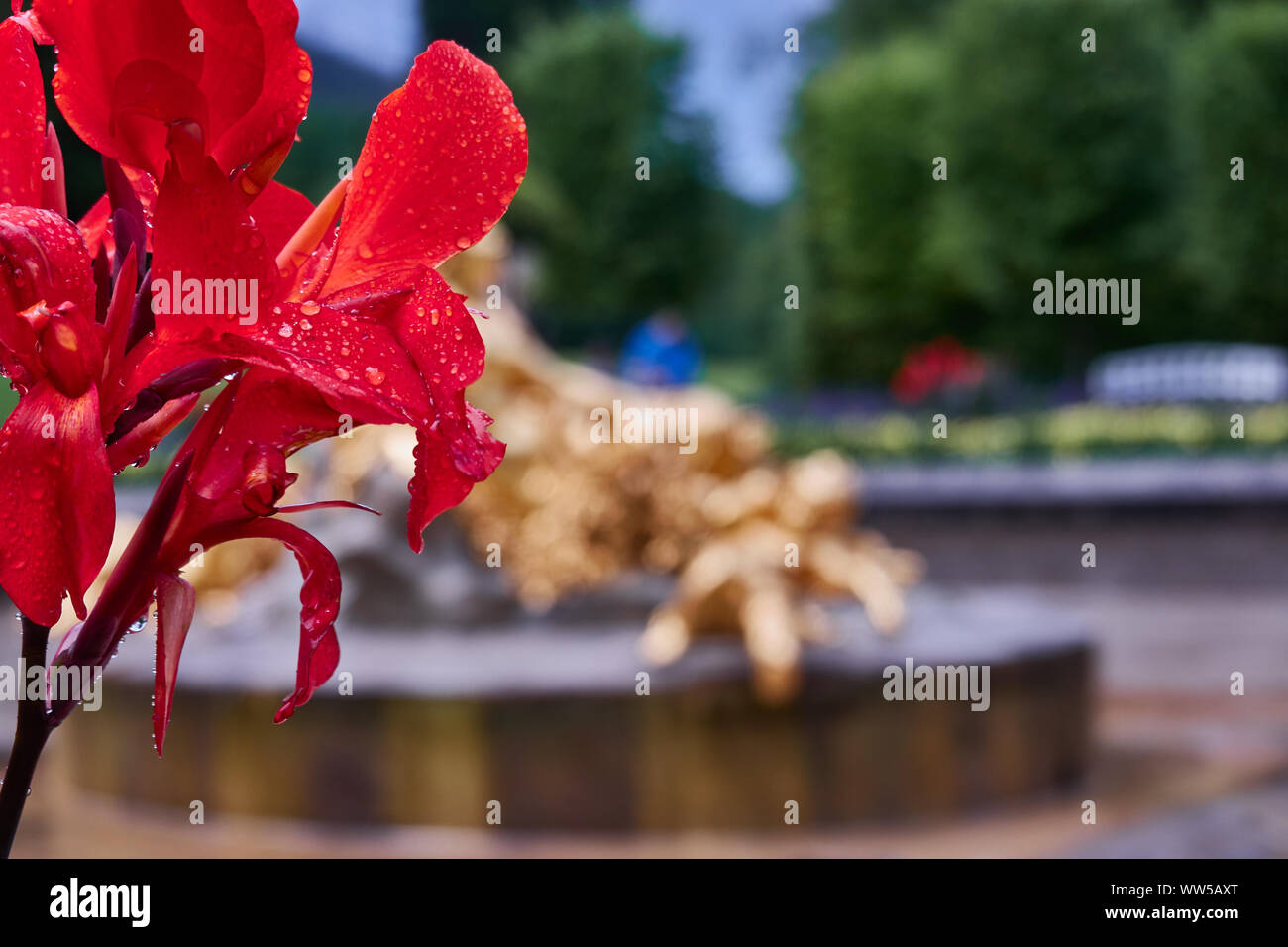 Fiore indiano cane (canna indica), lateralmente rifilato, contro un deliberatamente sfocare lo sfondo con un riconoscibile schematicamente golden scultura e Foto Stock