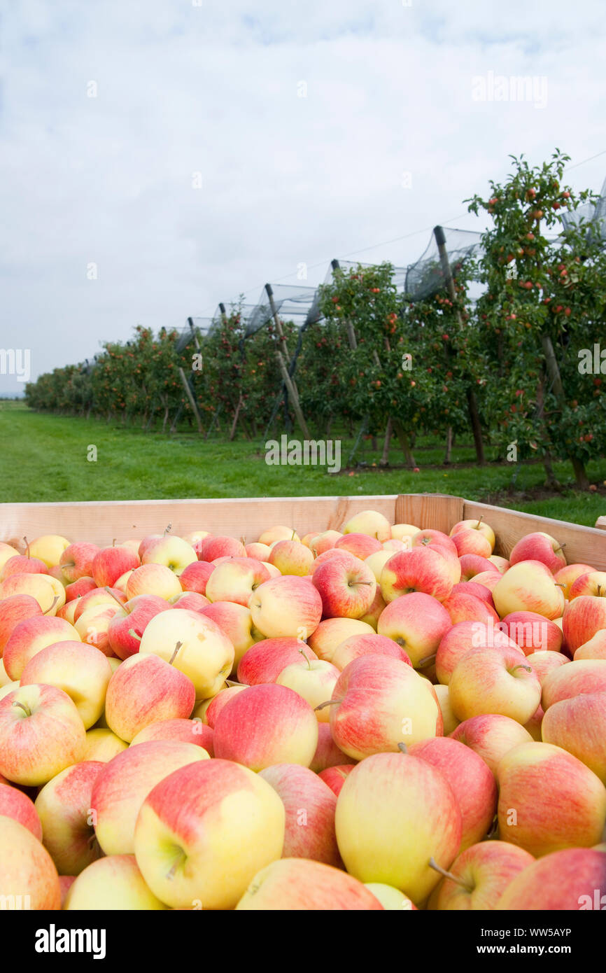 Le mele raccolte nella casella nella parte anteriore di piantagione Foto Stock
