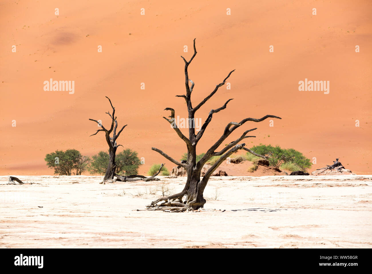 Gli alberi morti e alberi viventi in salina di Deadvlei, Namib Naukluft Park, Namibia Foto Stock