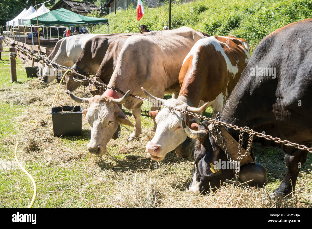 Le vacche alla fiera del bestiame Foto Stock