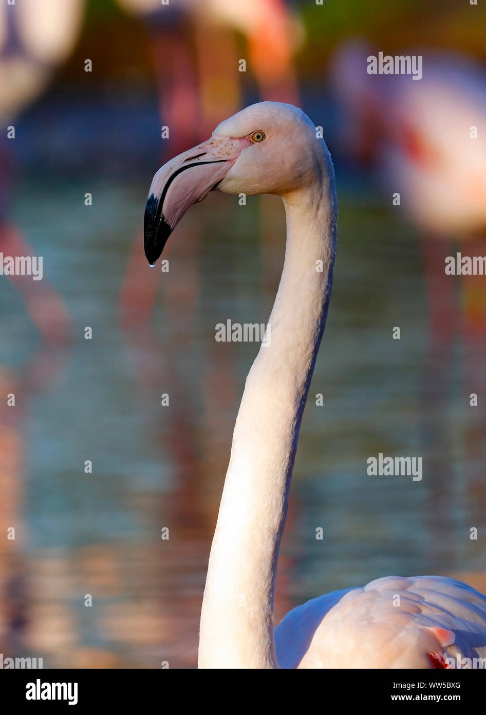 Fenicottero rosa al Martin Mere Wildfowl and Wetlands Trust. Foto Stock