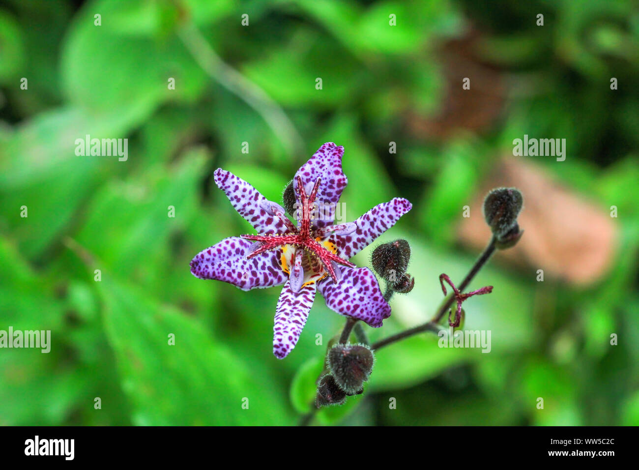 Viola piccolo fiore maculato Tricyrtis hirta nel giardino estivo, vista dall'alto Foto Stock