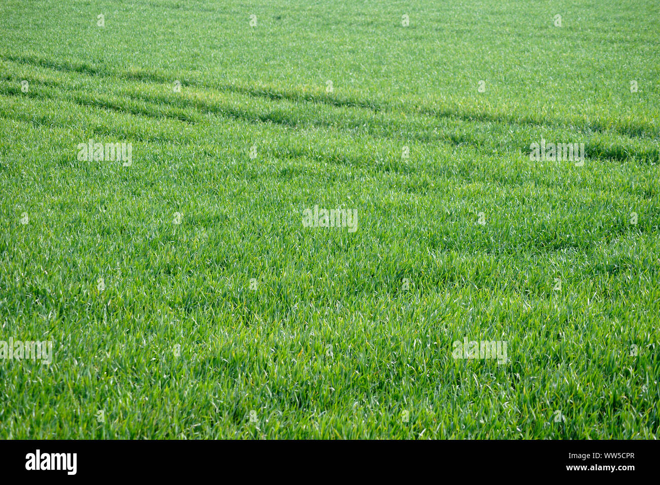 Close-up e vista dall'alto sui germogli freschi di un campo di grano, Foto Stock