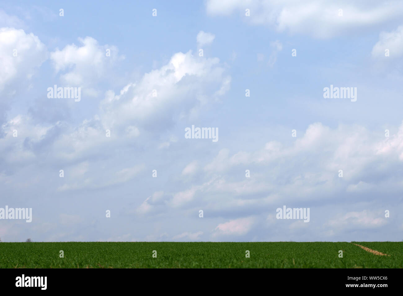 La fotografia di un cielo blu con nuvole bianche al di sopra di un campo verde, Foto Stock