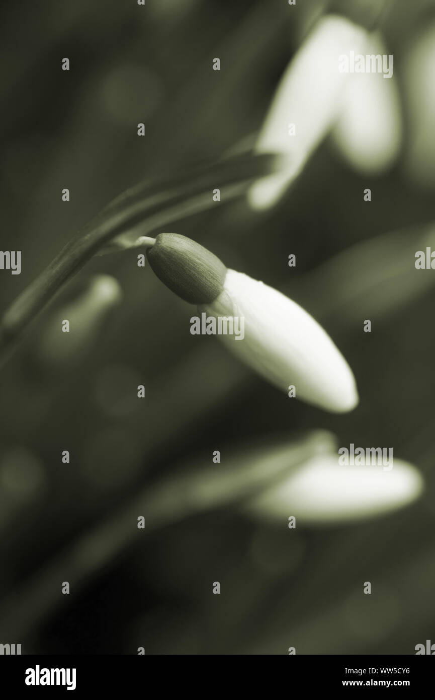 Close-up di bucaneve, Foto Stock