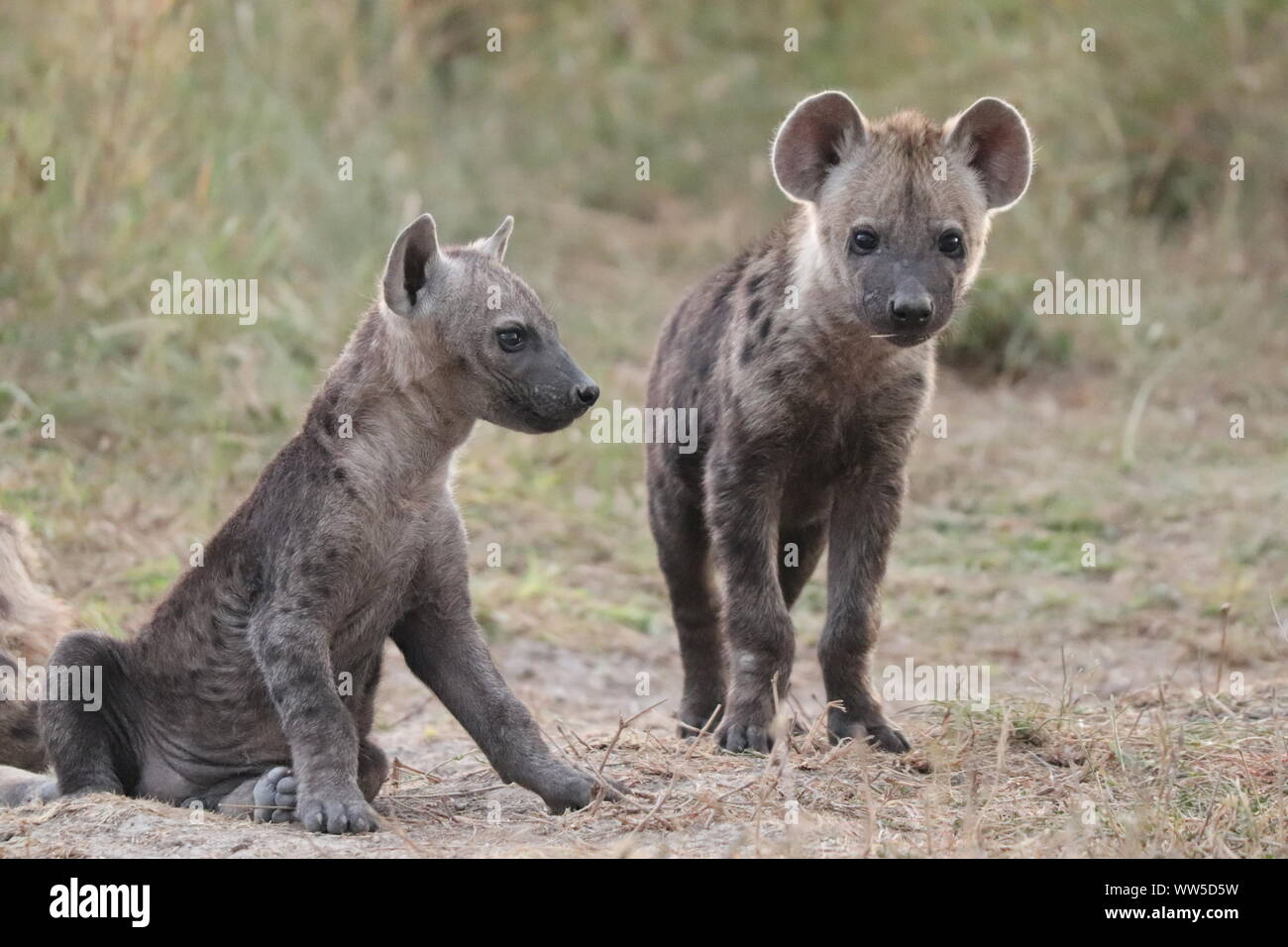 Spotted hyena cubs, il Masai Mara National Park, in Kenya. Foto Stock