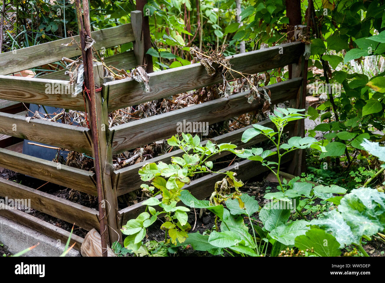 Il compost bin scarti da giardino, foglie e steli secchi, organico avanzi Foto Stock