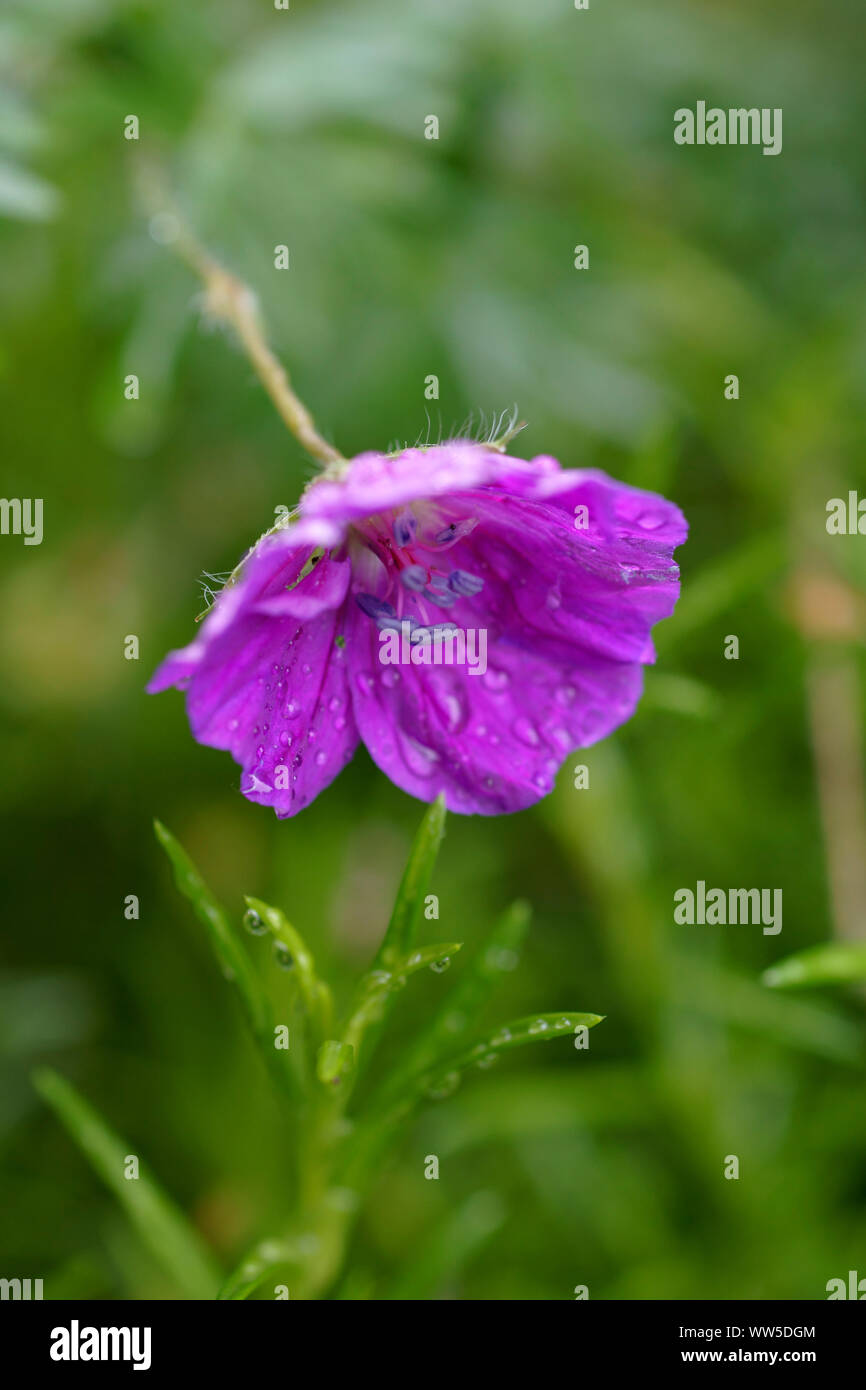 Close-up di un fiore viola, sanguinosa cranesbill, con goccia di acqua sulla superficie di foglia, Foto Stock