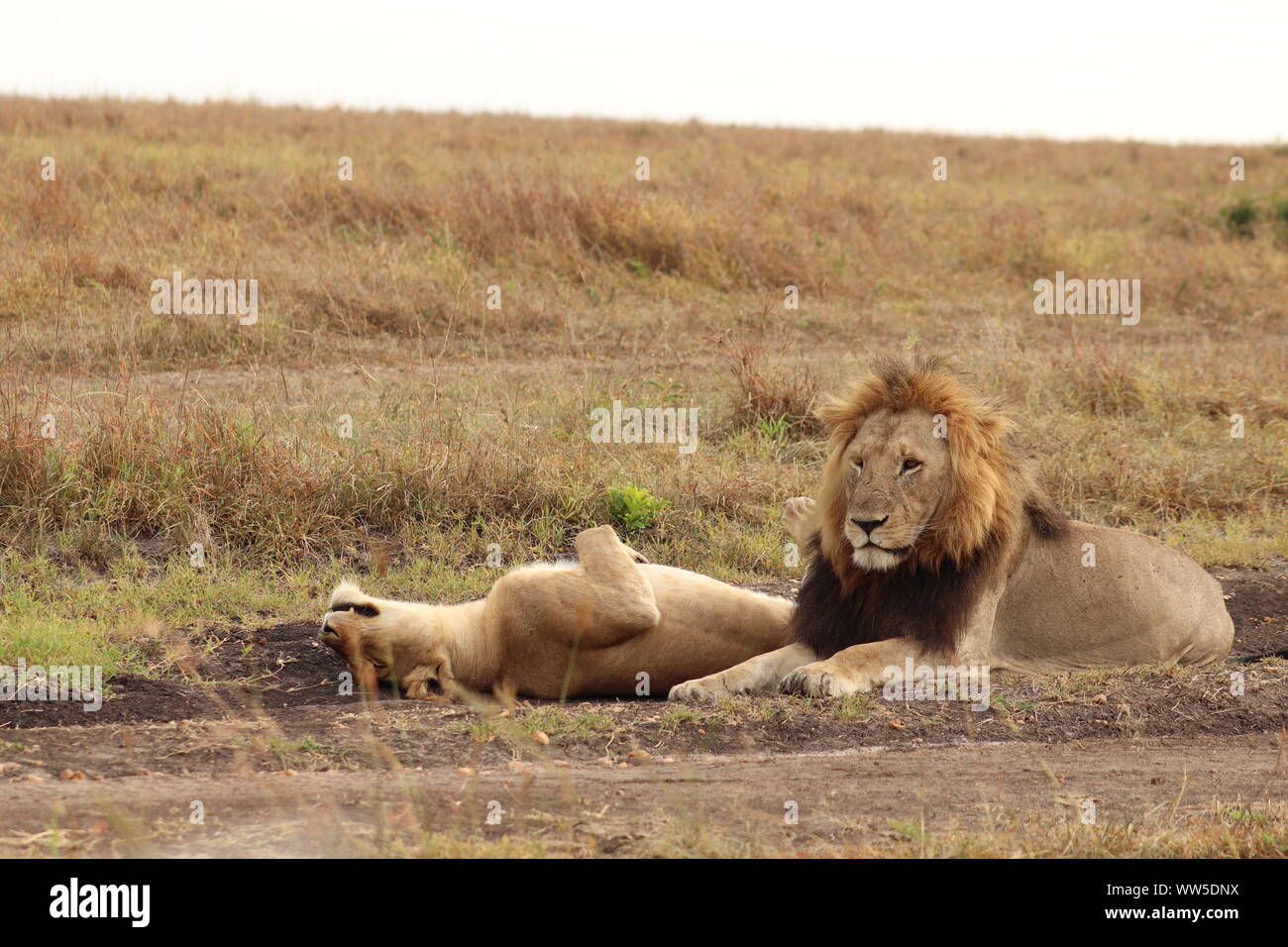 Leone e leonessa nella savana, il Masai Mara National Park, in Kenya. Foto Stock