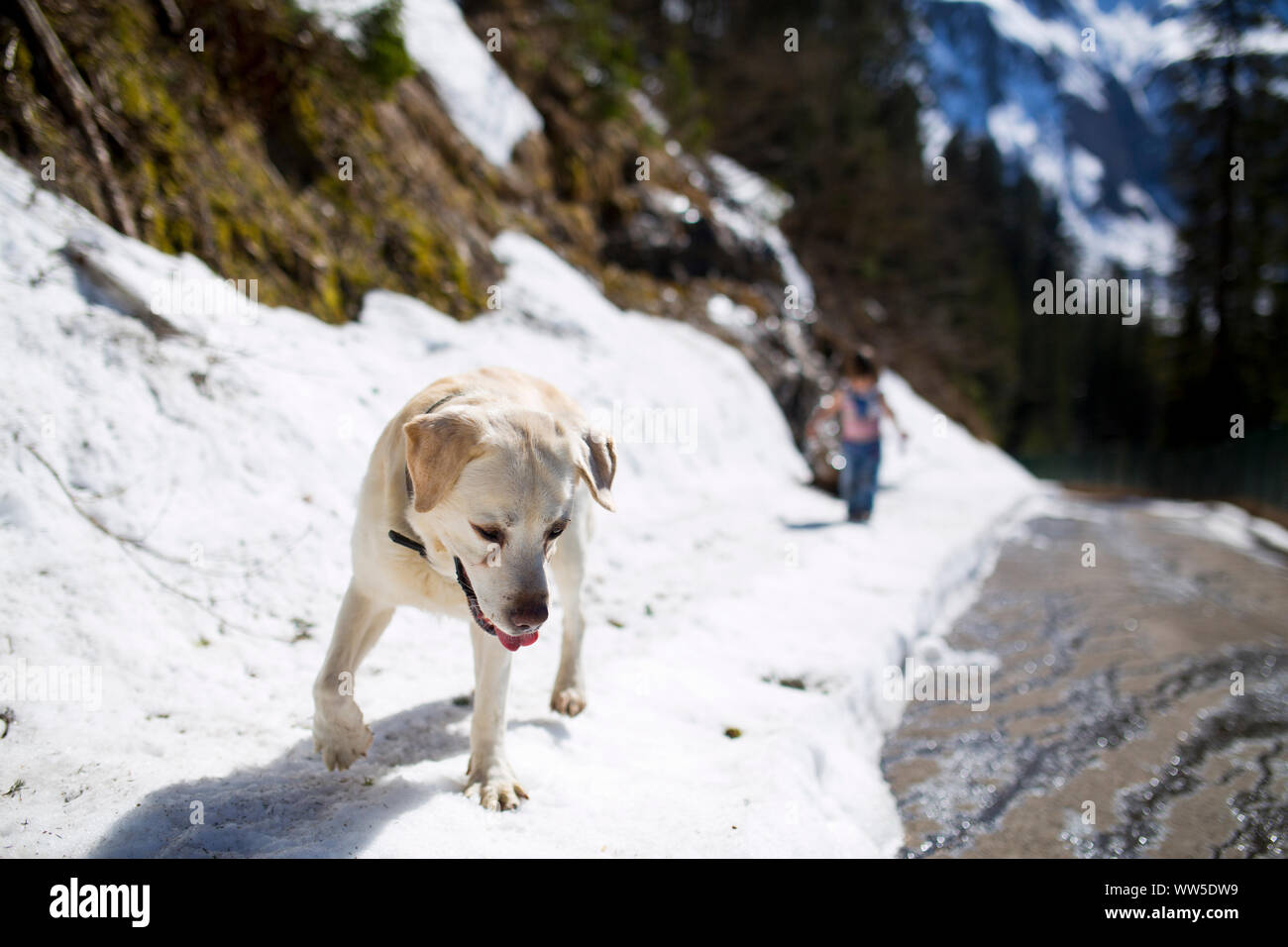 Il Labrador bianco su una strada di montagna, la ricerca nella neve, bambino in background Foto Stock