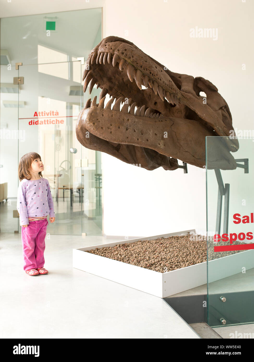 3-6 anni bambino nel museo, stupito in piedi nella parte anteriore del dinosauro Foto Stock