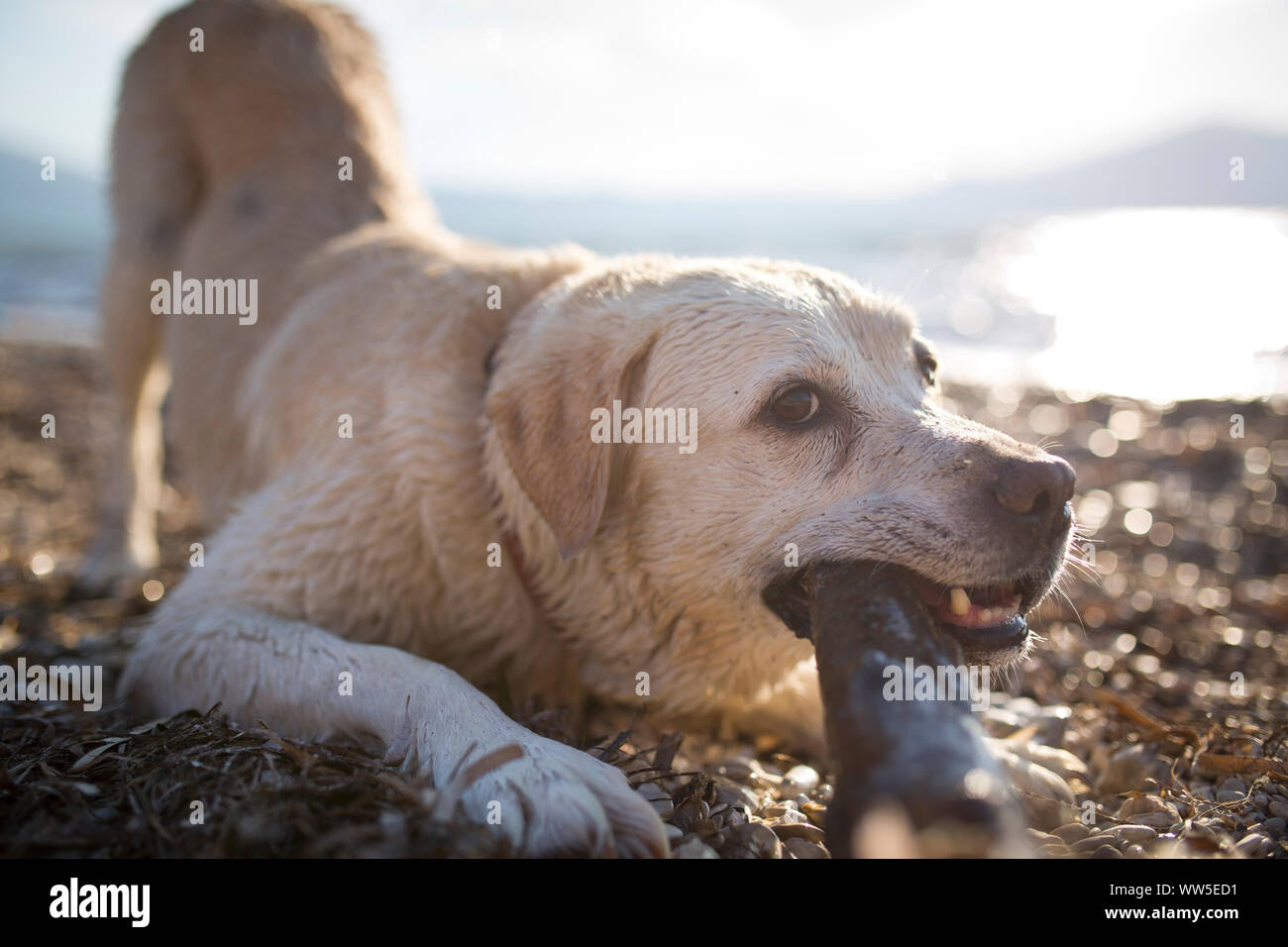 Il Labrador bianco con pelo umido giocando con un pezzo di legno sulla spiaggia Foto Stock