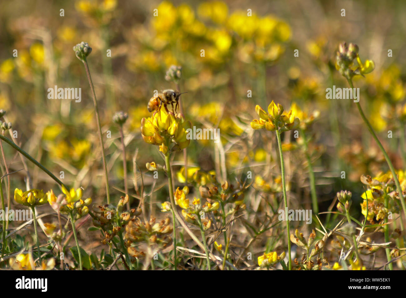 Il miele delle api sul fiore giallo Foto Stock
