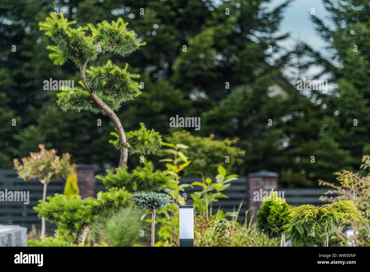 Esotico ed elegante Albero Giardino Closeup Photo. Residenziale giardino cortile specie vegetali. Foto Stock