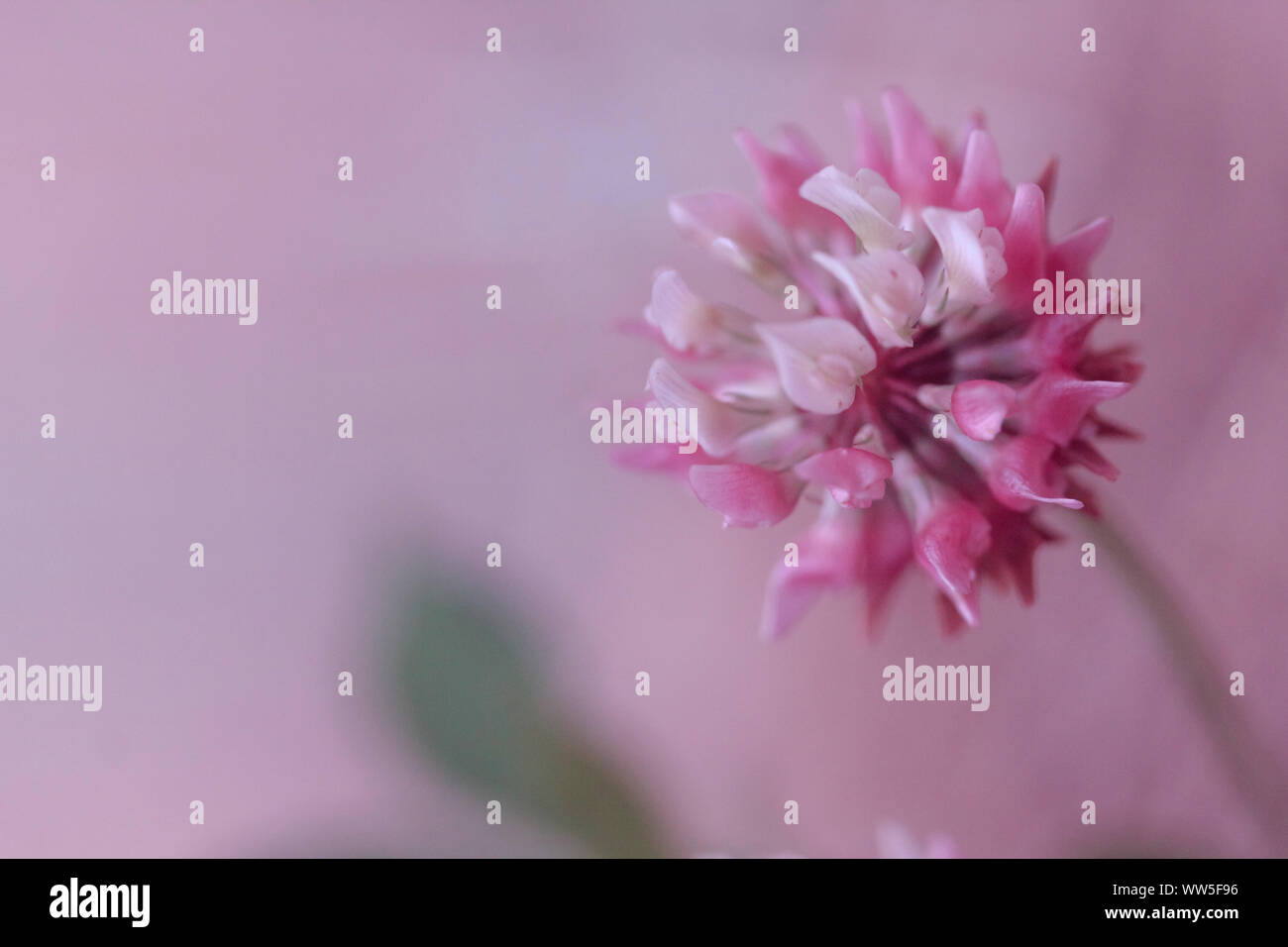 Close-up di un fiore di trifoglio in rosa con sfondo rosa e spazio di copia Foto Stock